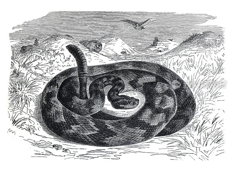 古毒蛇Crotalus durissus或响尾蛇。野生动物。热带野生动物的插图。手绘雕刻插图。蛇的海报。